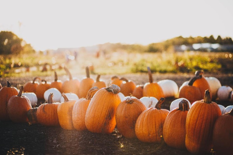 Pumpkin Adventures on the Mainline